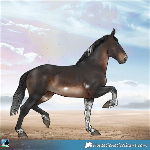 Horse Color:Brown Tobiano Frame Rabicano 