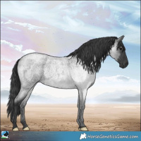 Horse Color:Platinum Blue Roan Rabicano 