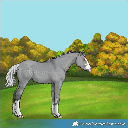 Horse Color:Silver Grullo Chinchilla