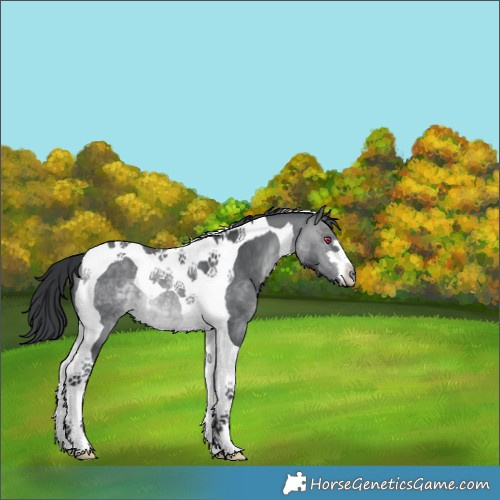 Horse Color:Brown Chinchilla Tobiano 