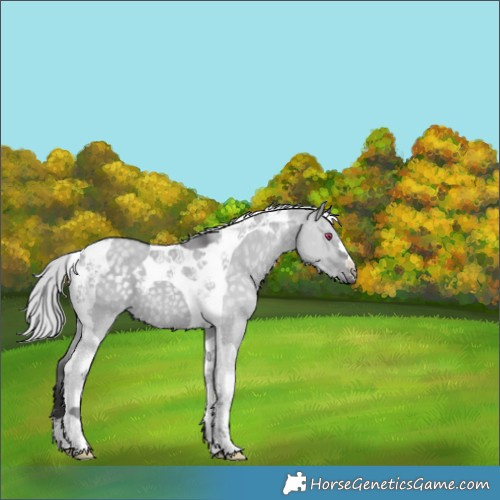 Horse Color:Silver Smoky Grullo Chinchilla Tobiano