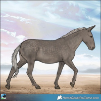Horse Color:Silver Black Rabicano 