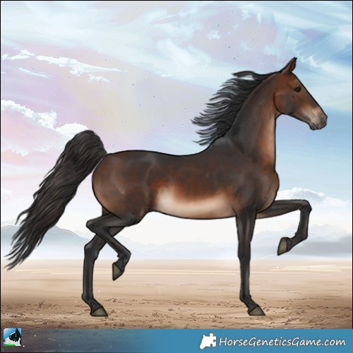 Horse Color:Brown Rabicano 