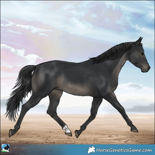 Horse Color:Black Rabicano 
