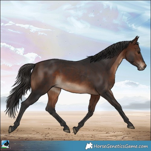 Horse Color:Brown Rabicano