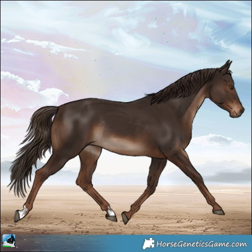 Horse Color:Liver Chestnut Rabicano