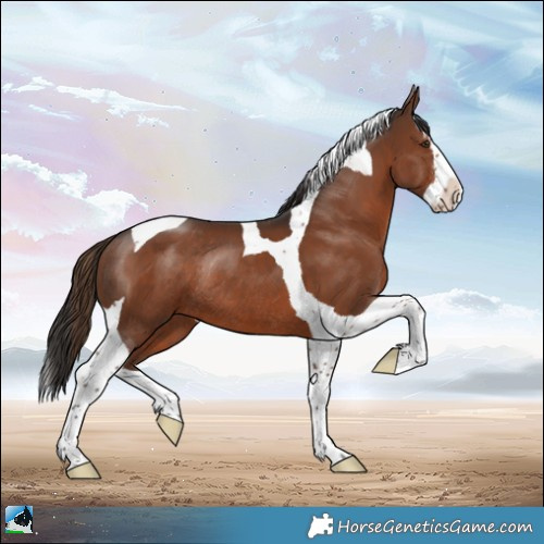 Horse Color:Liver Chestnut Sabino Splash Tobiano Rabicano 