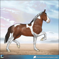 Horse Color:Liver Chestnut Sabino Splash Tobiano Rabicano