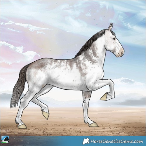 Horse Color:White Spotted Bay Ice Sabino Rabicano 