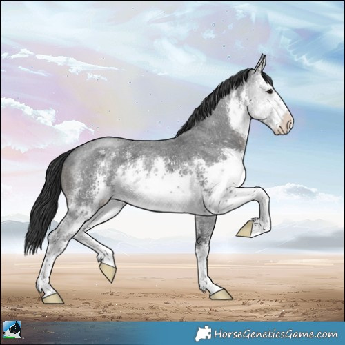 Horse Color:White Spotted Black Sabino Rabicano
