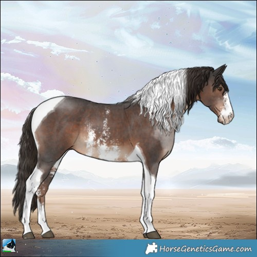 Horse Color:Liver Chestnut Sabino Tobiano Rabicano 