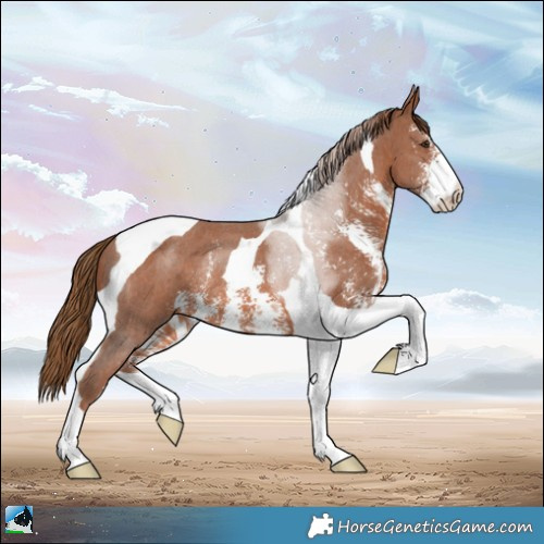 Horse Color:Chestnut Sabino Tobiano Rabicano 