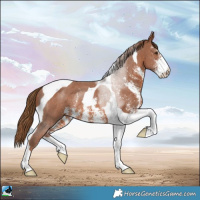 Horse Color:Chestnut Sabino Tobiano Rabicano