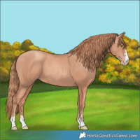 Horse Color:Gold Champagne 