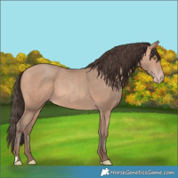 Horse Color:Amber Champagne 