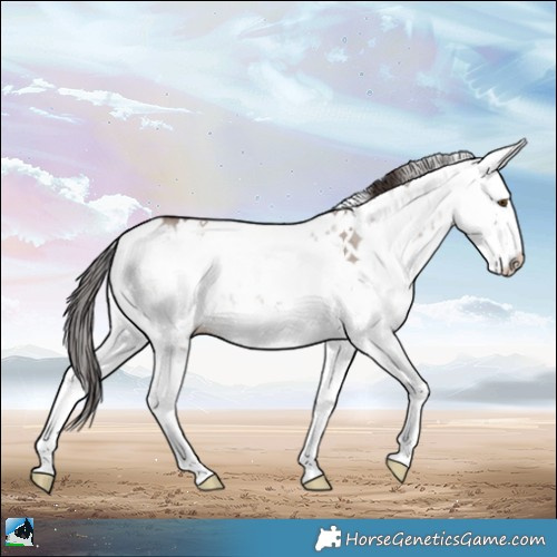 Horse Color:Classic Champagne Dun Mushroom Sabino Splash Rabicano 