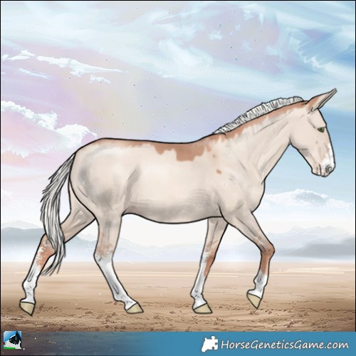 Horse Color:Gold Champagne Dun Mushroom Sabino Rabicano 