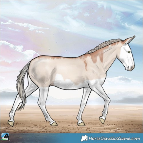 Horse Color:Gold Champagne Dun Mushroom Splash 