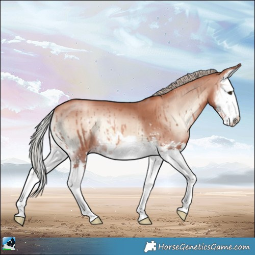 Horse Color:Gold Champagne Onyx Mushroom Sabino Splash 