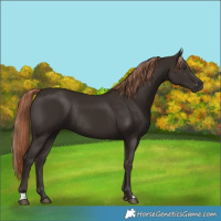 Horse Color:Liver Chestnut Rabicano