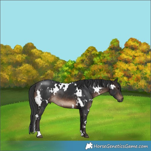 Horse Color:White Spotted Brown Rabicano 
