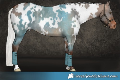 Horse Color:White Spotted Silver Bay Dun Appaloosa 