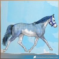Horse Color:Plaid  White Spotted Liver Red Dun 