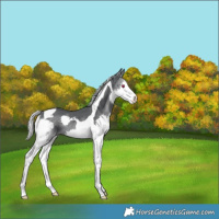 Horse Color:Silver Black Chinchilla Splash Tobiano Rabicano 