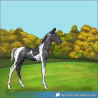 Horse Color:Silver Black Chinchilla Tobiano
