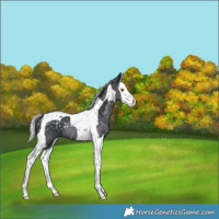 Horse Color:Silver Black Chinchilla Splash Tobiano Rabicano