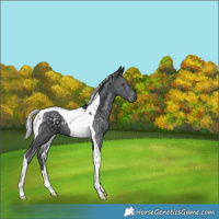 Horse Color:Silver Black Chinchilla Tobiano Rabicano
