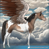 Horse Color:Sable Champagne Tobiano 
