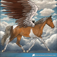 Horse Color:Chocolate Palomino Tobiano