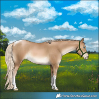Horse Color:White Spotted Chocolate Palomino Pearl Tobiano Rabicano