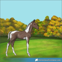 Horse Color:Silver Black Tobiano Rabicano 