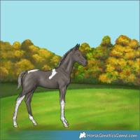 Horse Color:Silver Black Tobiano Rabicano 