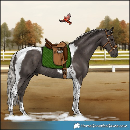Horse Color:Silver Black Tobiano Rabicano