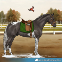 Horse Color:Silver Black Tobiano Rabicano