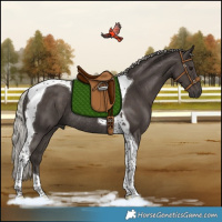 Horse Color:Silver Black Tobiano Rabicano 
