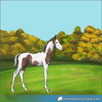 Horse Color:Silver Black Splash Tobiano Rabicano 