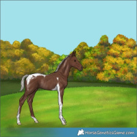 Horse Color:Silver Black Tobiano Rabicano