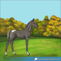 Horse Color:Silver Black Tobiano Rabicano 