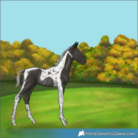 Horse Color:Gray Silver Black Tobiano Rabicano 