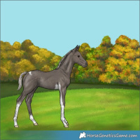 Horse Color:Silver Black Tobiano Rabicano 