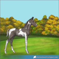 Horse Color:Silver Black Tobiano Rabicano