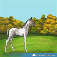 Horse Color:Silver Blue Roan Tobiano Rabicano 