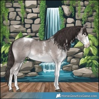 Horse Color:Platinum White Spotted Liver Red Dun Tobiano