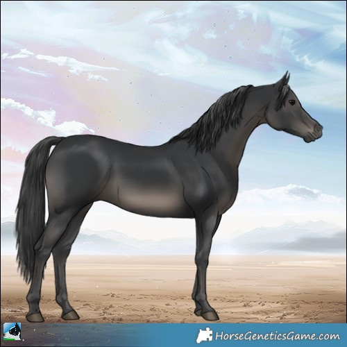 Horse Color:Black Rabicano 