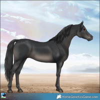 Horse Color:Black Rabicano 
