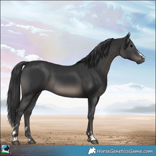 Horse Color:Black Rabicano